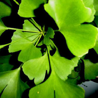 Herba & Tumbuhan: Ginkgo Biloba Semakin Pupus