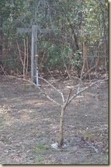 peachpruned2011