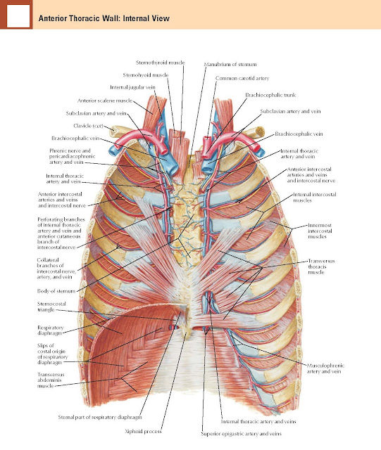 Anterior Thoracic Wall Anatomy : Internal View     Sternothyroid muscle, Manubrium of sternum, Sternohyoid muscle Internal jugular vein, Anterior scalene muscle, Subclavian artery and vein, Clavicle (cut), Brachiocephalic vein, Phrenic nerve and, pericardiacophrenic artery and vein, Internal thoracic artery and vein, Anterior intercostal arteries and veins and intercostal nerve, Perforating branches of internal thoracic artery and vein and anterior cutaneous branch of intercostal nerve, Body of sternum, Respiratory diaphragm, Slips of costal origin of respiratory diaphragm, Transversus abdominis muscle, Sternal part of respiratory diaphragm, Xiphoid process, Sternocostal triangle, Common carotid artery, Brachiocephalic trunk, Subclavian artery and vein, Brachiocephalic vein, Internal thoracic artery and vein, Anterior intercostal arteries and veins and intercostal nerve Internal intercostal muscles, Innermost intercostal muscles, Transversus thoracis muscle, Musculophrenic artery and vein, Internal thoracic artery and veins, Superior epigastric artery and veins.