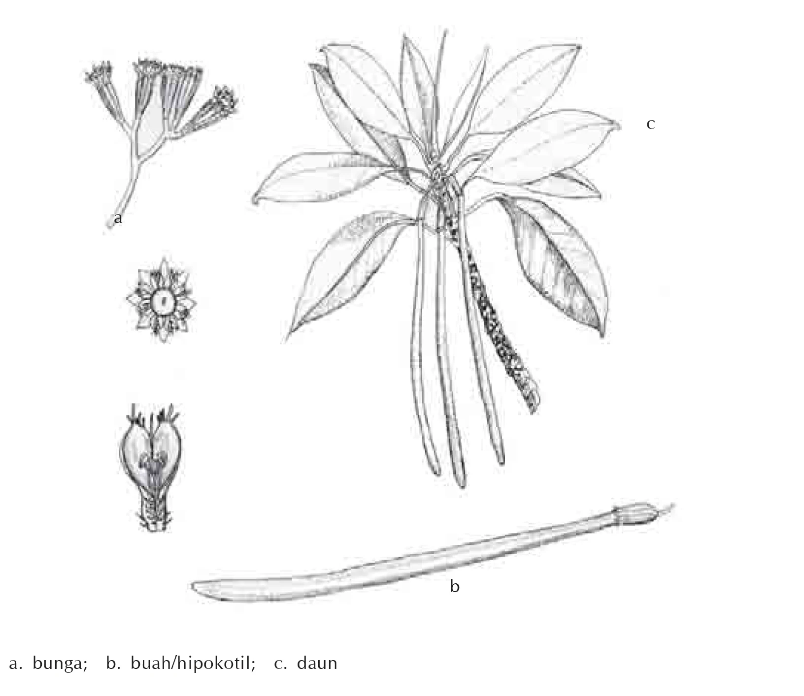 Ilustrasi Bagian-Bagian Lenggadai (Bruguiera parviflora)