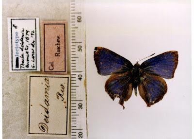 Mariposa azurita (Cyanophrys remus)