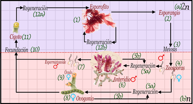 Al madurar lo suficiente, el esporofito (1) dominante genera esporangios (2) en su interior o bordes a nivel microscópico. Las células al interior de los esporangios realizan la meiosis (3) produciendo esporas sexuales dioicas (4). Unas esporas regeneran (5a) al gametofito masculino que al madurar genera anteridios (6), este anteridio posee capacidades regenerativas limitadas (5b) en caso de daños mecánicos, pero formalmente sus propágulos son los espermatozoides de tipo zoospora (7). Las zoosporas también pueden regenerar gametofitos femeninos que al madurar generan el ovogonio (8), el cual produce óvulos inmóviles en sus vértices (9). La fecundación (10) ocurre sobre el ovogonio y el cigoto no se propaga (11a). En lugar de ello, el nuevo esporofito se regenera (12a) encima del viejo gametofito, alimentándose a sus expensas, gasta que crece y lo aplasta, formando el esporofito maduro (1), el cual también puede regenerar partes dañadas (11b).