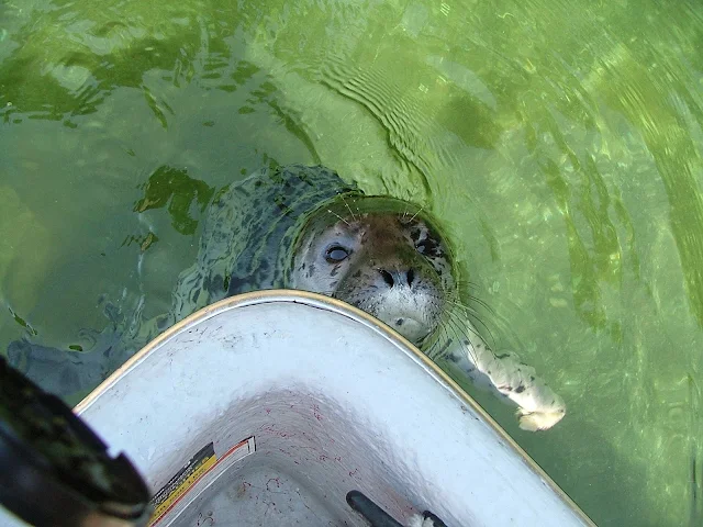 lost seal pup begging