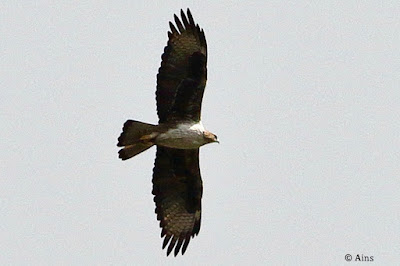 "Bonelli's Eagle - Aquila fasciata , flying above Mt Abu sky."