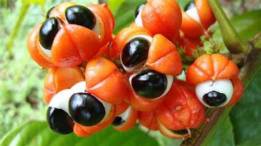 La Leyenda del Guaraná: El Origen de la Fruta Sagrada del Amazonas