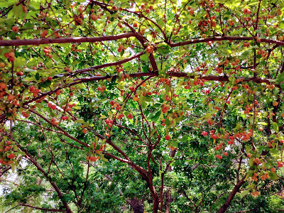 ripening red crab apples canopy