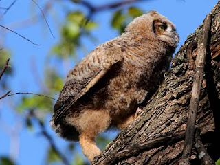 Great Horned Owl Chick