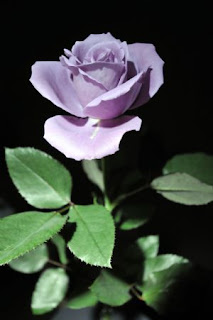 Today the first 100% blue rose