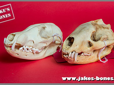 √1000以上 red fox skull teeth 800681-Red fox skull teeth