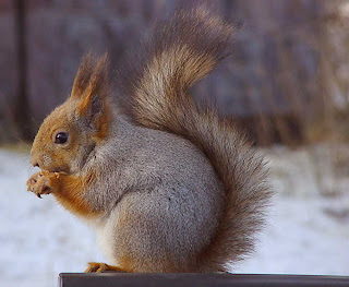MattiParkkonen Orava