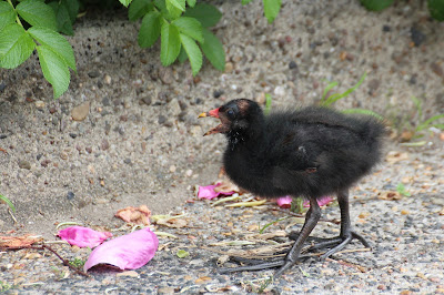 Reidhintsje - Waterhoen - Gallinula chloropus