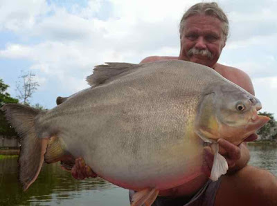 ikan bawal terbesar indonesia