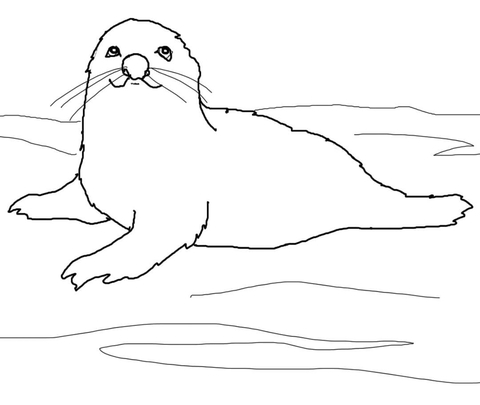 Cute Seal Coloring Pages Ideas