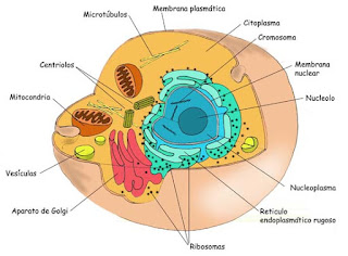 orgánulos de la célula animal