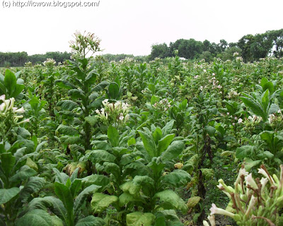 Nicotiana tabacum