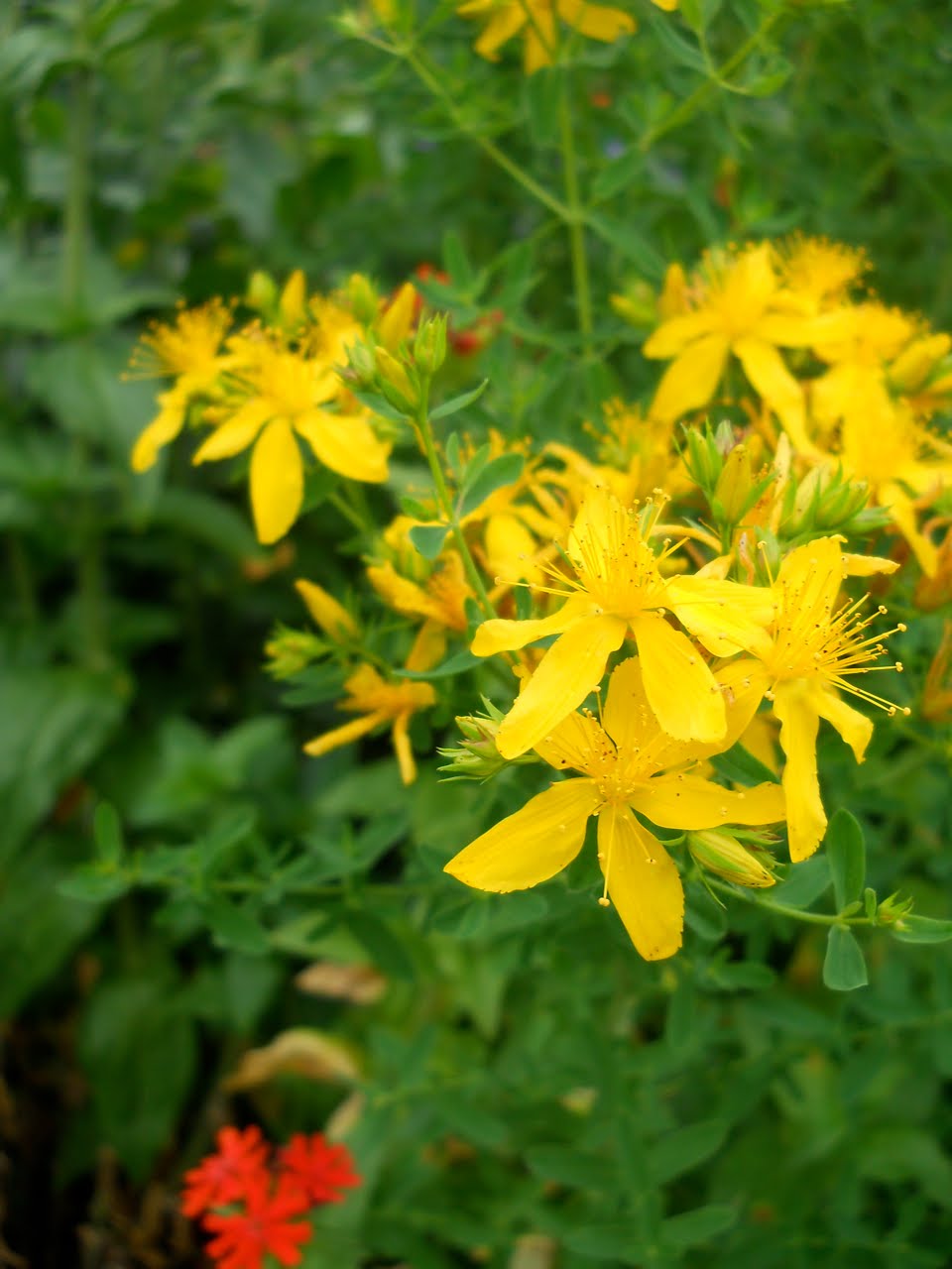 Canoe Corner: Wildflowers or Weeds?