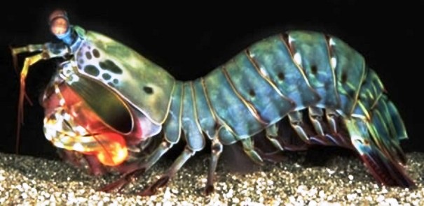 Creepy Animals Pics (3)