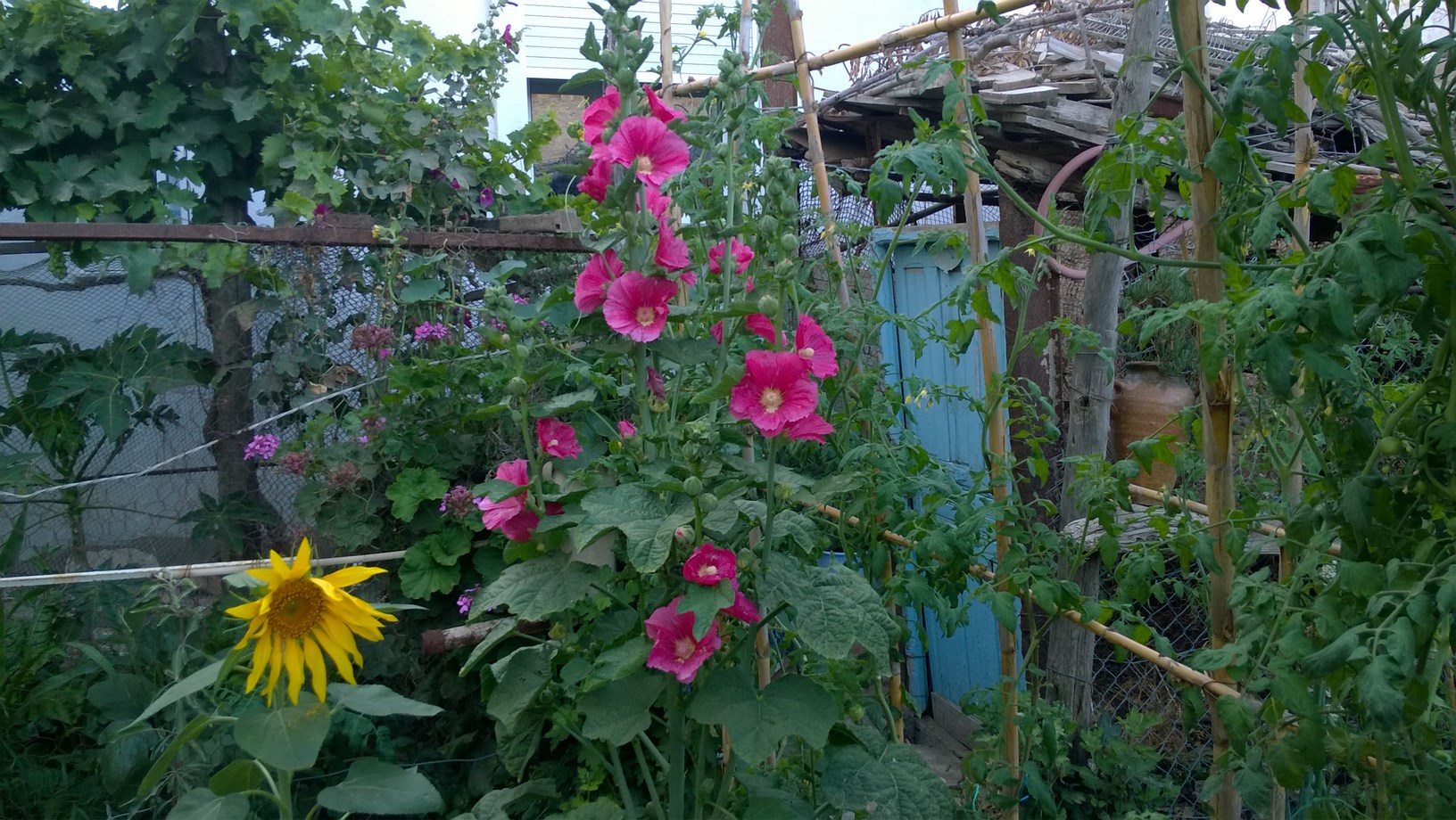 Almost all vegetables and most flowers need about six hours of full sun each day. Spend a day in your chosen spot and watch how the sun moves across the space.