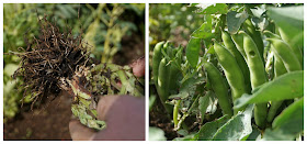 Broad beans - www.growourown.blogspot.com ~ an ecotherapy blog