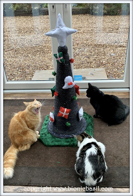 The BBHQ Midweek News Round-Up ©BionicBasil® Fudge, Melvyn and Parsley Checking out Their Catmas Tree