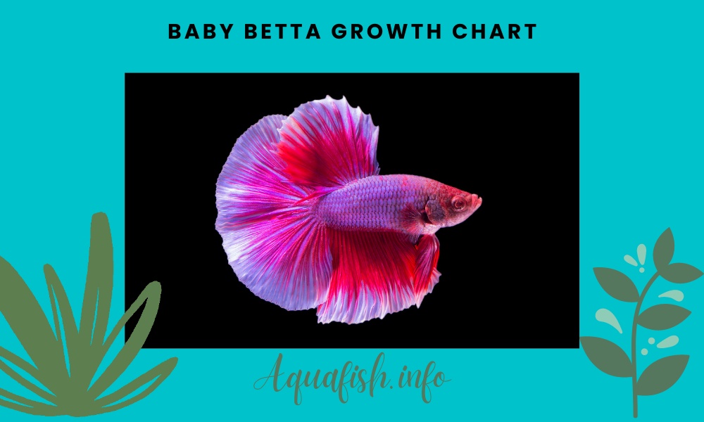 Baby Betta Growth Chart