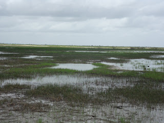 pantanos a caminho do delta