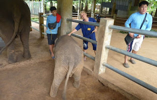 Baanchang Elephant Park de Chiang Mai.