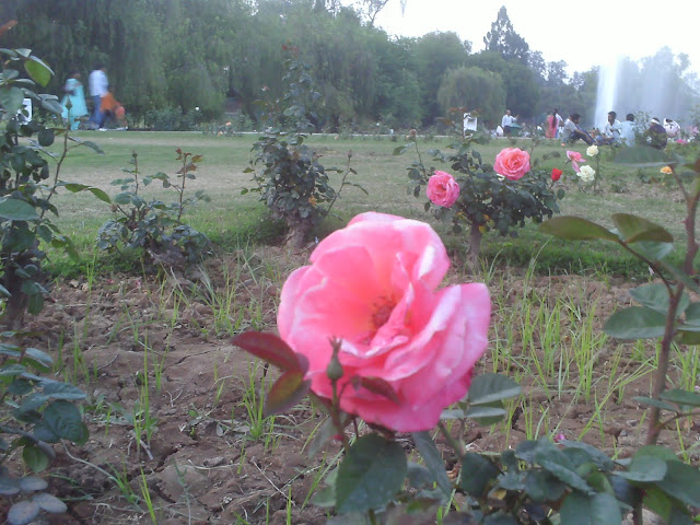 ROSE GARDEN, CHANDIGARH