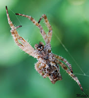 Araña orbitela de las chumberas(Cyrtophora citricola).