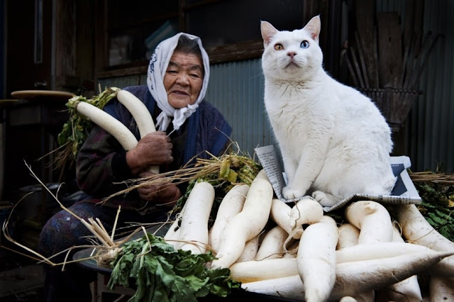 A grandma and her cat are best friends, Misa and Fukumaru, odd eyed cat