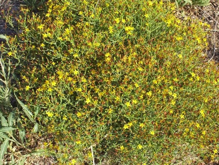 Hypericum triquetrifolium, flavonoids, reductive ability, antioxidant activity, iraq, medicinal plant, biodiversity