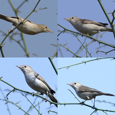 Blyth's Reed Warbler