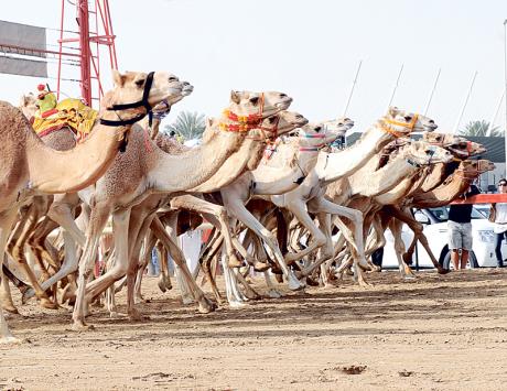 أنواع الرياضة, سباق الهجن،أحسن رياضة،رياضة 2020،رياضة متنوعة،سباق الإبل،رياضة اليوم،riyadatoday