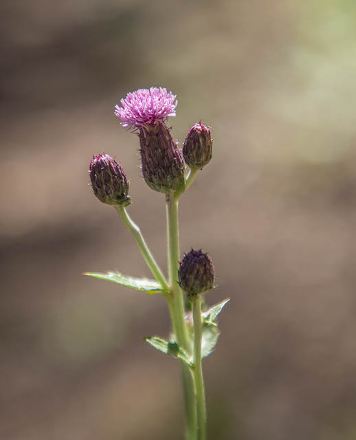 Thistle on the trail to Timber Lake in Rocky Mountain National Park