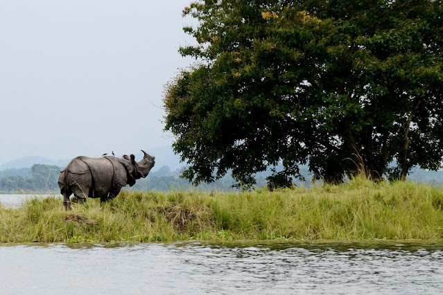 Kaziranga National Park, Assam