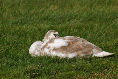 Knobbelzwaan - Knobbelswan - Cygnus olor