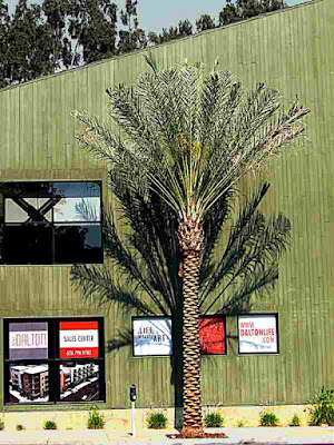 Unfurled Palm Tree DaltonLife Arroyo Blvd Pasadena CA (c) David Ocker