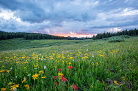 Green Pasture - Photo by Joel Holland on Unsplash