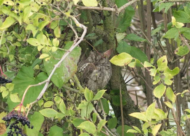 Scops Owl - Ryhope, Durham