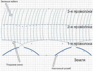 Формировка наклонный пересекающийся кордон винограда