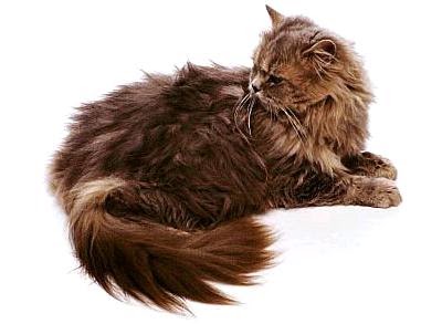 Kitty Cat Meow: Tabby Longhair - Longhaired Cats