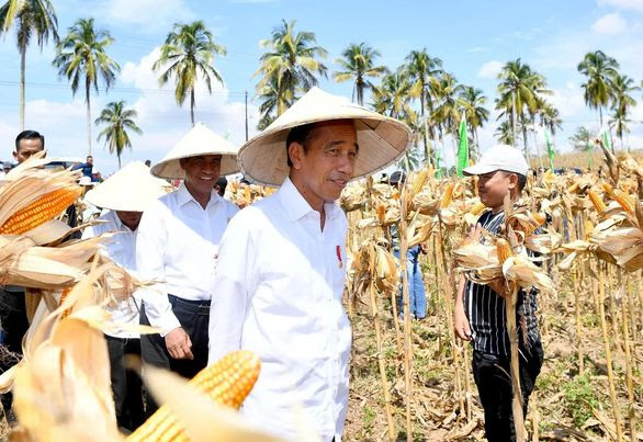 Presiden Joko Widodo Memastikan Produktivitas Pertanian Tetap Tinggi di Boalemo, Gorontalo