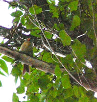 female cardinal