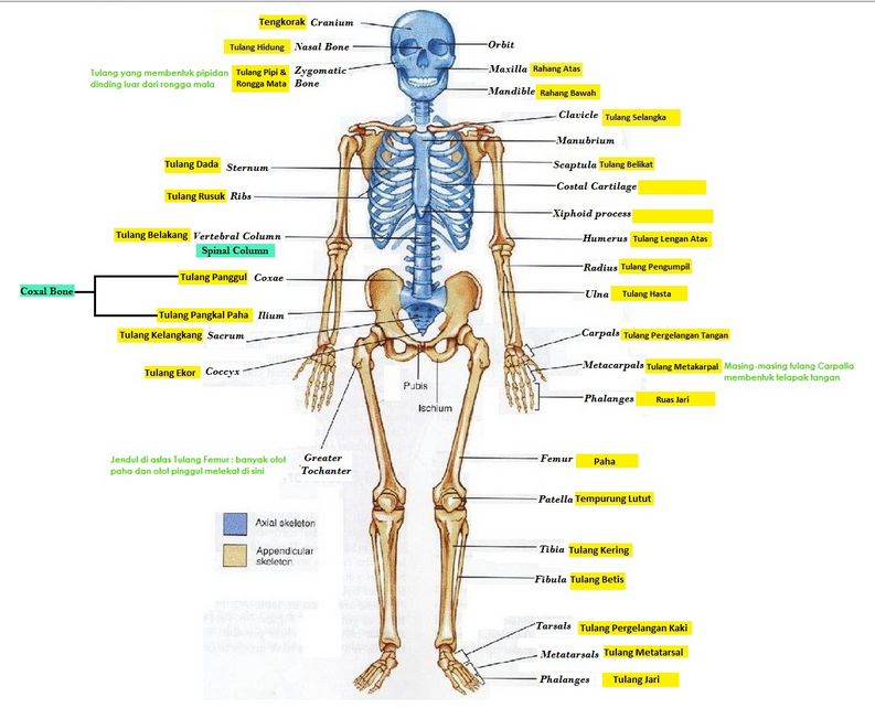 Pembahasan Tentang Rangka Manusia - Mapel Kelas