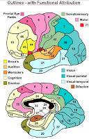 Brain Function Map2