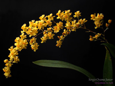 Orquídea Oncidium Twinkle 'Yellow Fantasy'