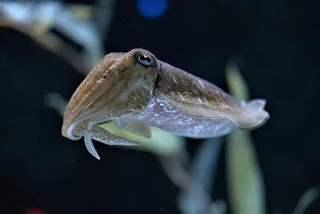 young cuttlefish offspring.