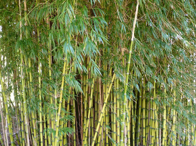 Bamboo Jungle4