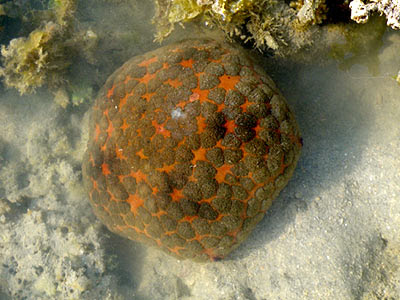 Cushion Star (Culcita novaeguineae)