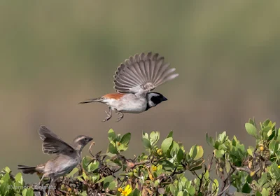 Cape Sparrow : Table Bay Nature Reserve / Woodbridge Island  